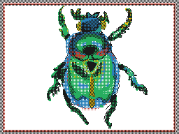 Beetle
